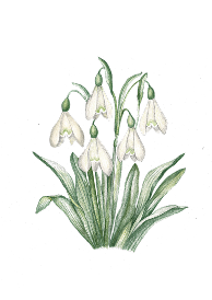 Leaf Icon