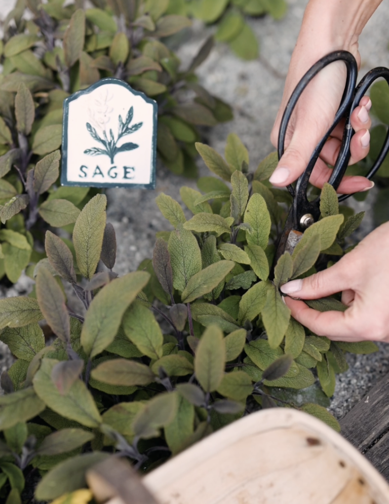 4 Easy Ways To Preserve Your Herbs For Winter